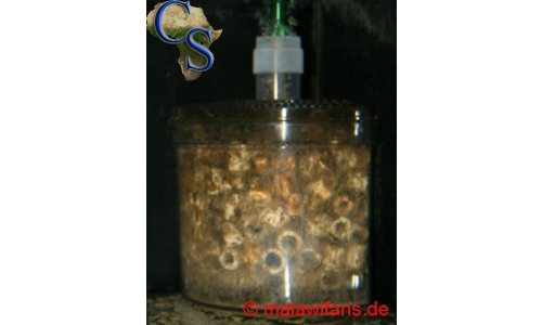 Zuchtraum 06.2010